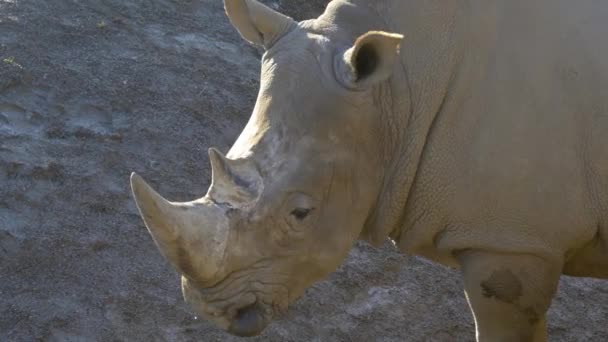 Rinoceronte animal no zoológico — Vídeo de Stock