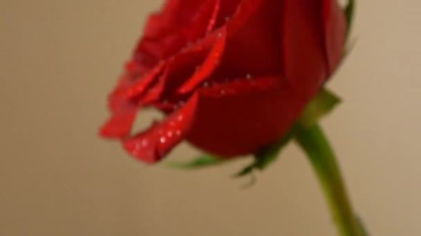Hermosa flor de rosa roja — Vídeos de Stock
