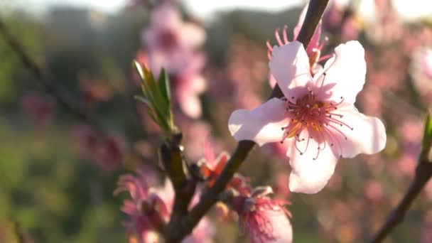 ピンクの桜 — ストック動画
