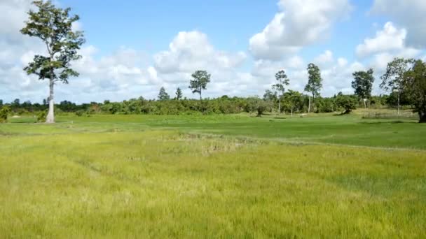 Campo de arroz no Camboja — Vídeo de Stock