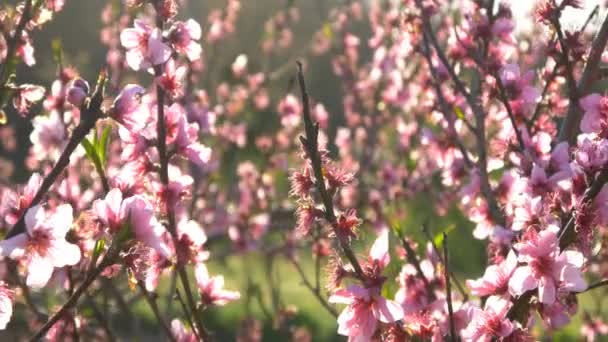 Ροζ άνθη κερασιάς — Αρχείο Βίντεο