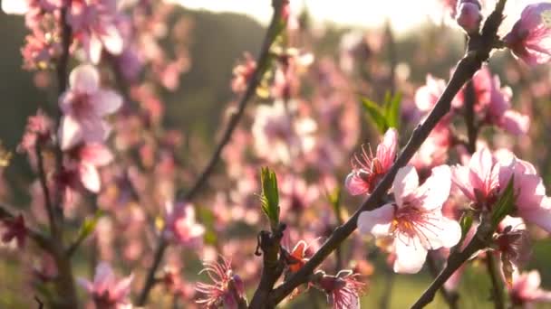 Flor de cerezo rosa — Vídeo de stock