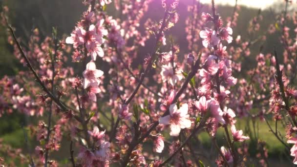 Ροζ άνθη κερασιάς — Αρχείο Βίντεο