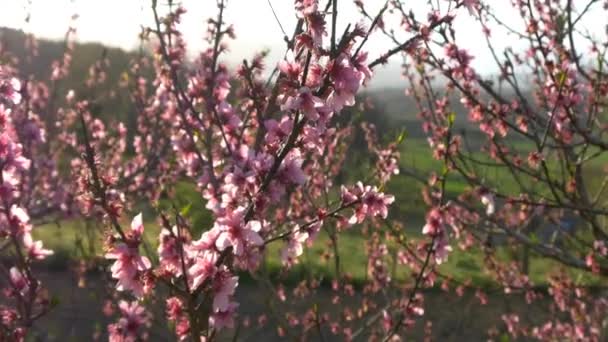 Fleur de cerisier rose