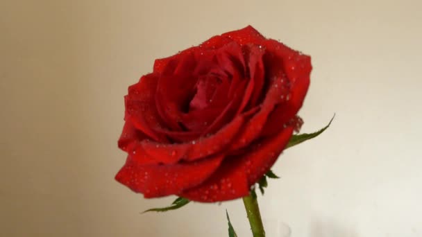 Hermosa flor de rosa roja — Vídeos de Stock