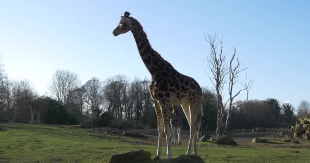 Girafas no parque nacional — Vídeo de Stock