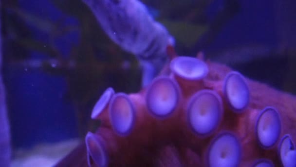 Exotic octopus in underwater aquarium — Stock Video