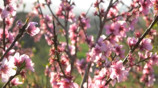 Flor de cereja rosa — Vídeo de Stock