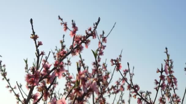 Flor de cerezo rosa — Vídeos de Stock