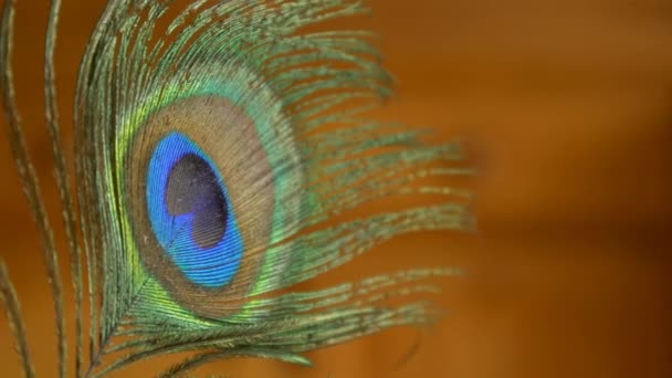 Close up of peacock feather — Stock Video