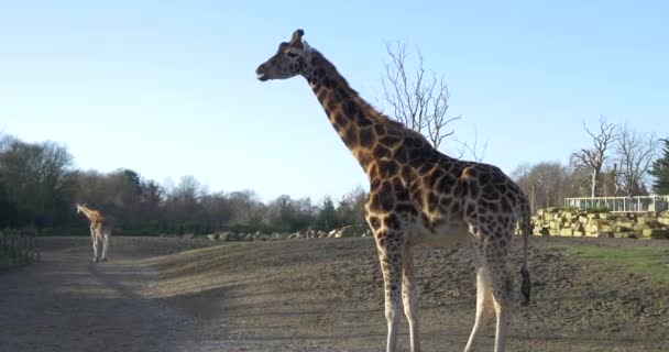 Girafas no parque nacional — Vídeo de Stock