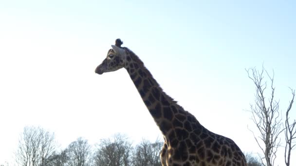 Giraffe in national park — Stock Video