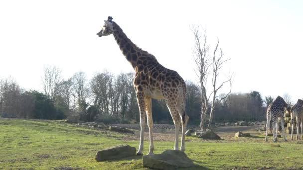 Giraffe nel parco nazionale — Video Stock