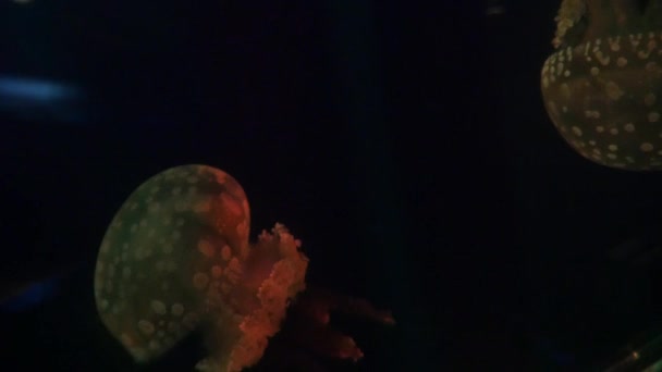 Exotic jellyfish in underwater aquarium — Stock Video