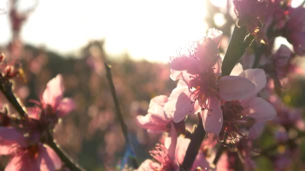 Flor de cereja rosa — Vídeo de Stock