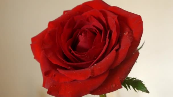 Bela flor rosa vermelha — Vídeo de Stock