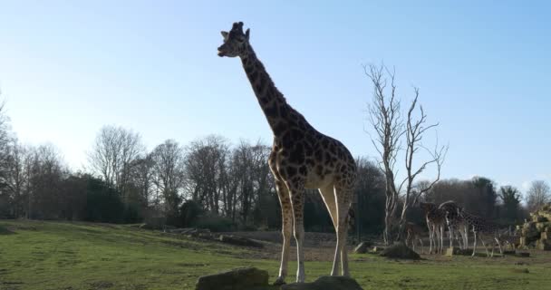 Girafas no parque nacional — Vídeo de Stock