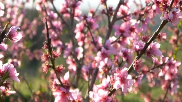 Flor de cereja rosa — Vídeo de Stock