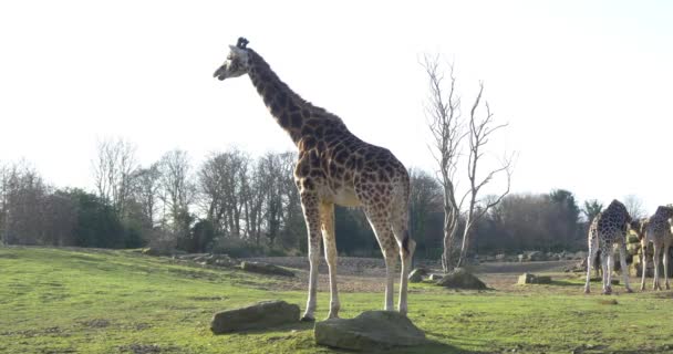 Girafas no parque nacional — Vídeo de Stock