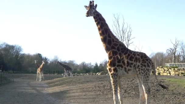 Giraffes in national park — Stock Video