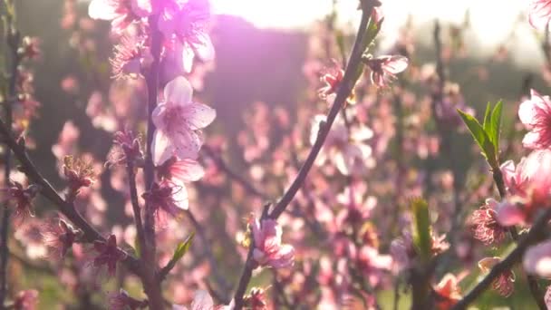 Рожеві Цвітіння вишні — стокове відео