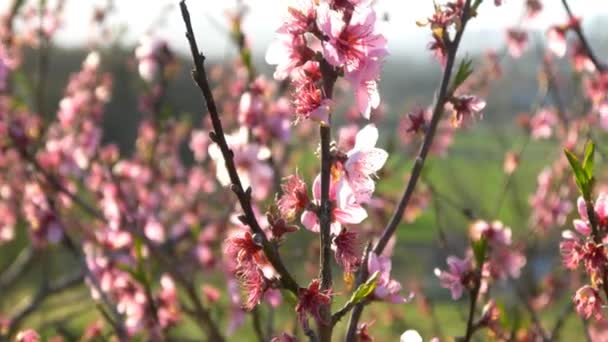 Flor de cereja rosa — Vídeo de Stock