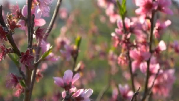 Flor de cerezo rosa — Vídeos de Stock