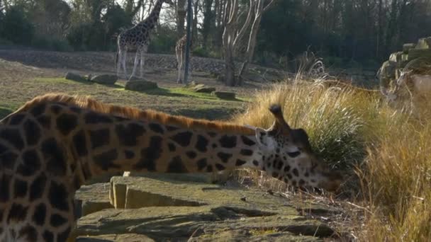 Zürafalar Milli Parkı içinde — Stok video