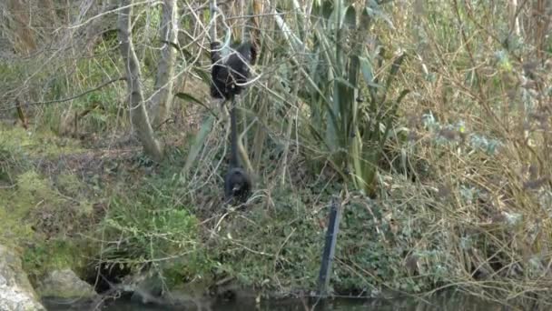 singes jouant sur l'arbre 