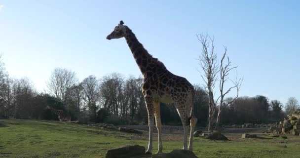 Girafas no parque nacional — Vídeo de Stock