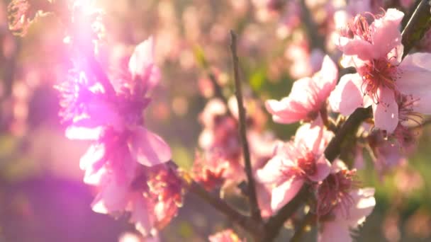 Flor de cerezo rosa — Vídeo de stock