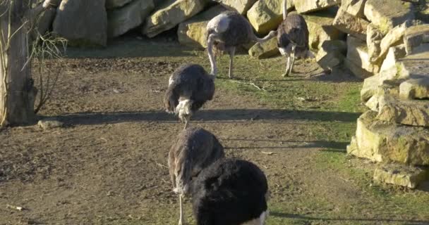 Grupp av struts fåglar i zoo — Stockvideo