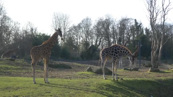 Giraffen im Nationalpark — Stockvideo