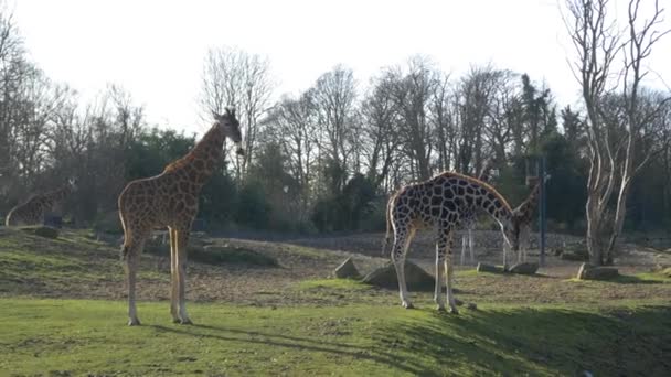 Girafas no parque nacional — Vídeo de Stock