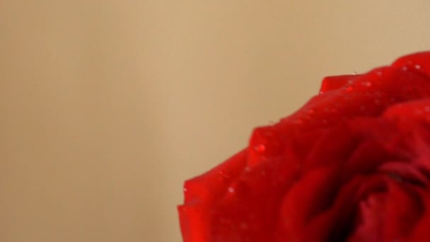 Bella rosa rossa fiore — Video Stock