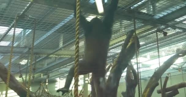 Macaco, animal macaco no zoológico — Vídeo de Stock