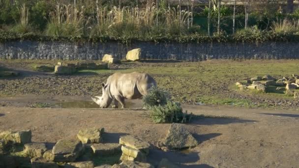 Nosorožce zvíře v zoo — Stock video