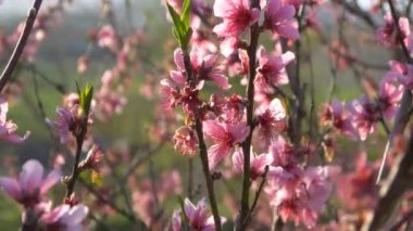 Pembe kiraz çiçeği.