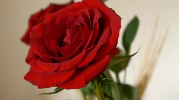 Вращающиеся красные розы — стоковое видео