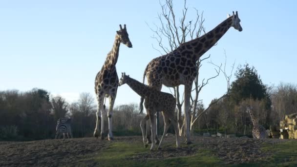 Girafas no parque nacional — Vídeo de Stock