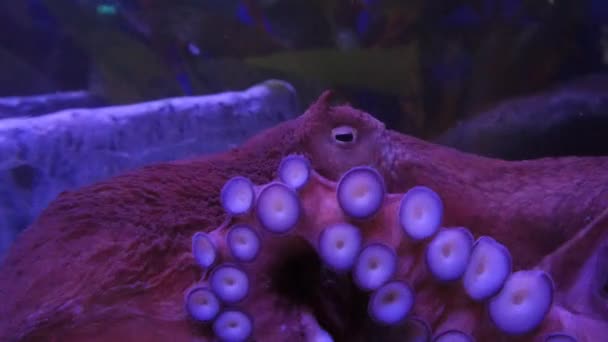 Pieuvre exotique dans un aquarium sous-marin — Video