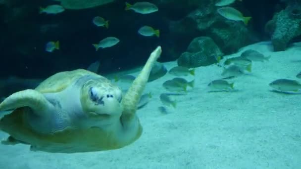 Exotic turtle in underwater aquarium — Stock Video