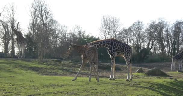 Girafas no parque nacional — Vídeo de Stock