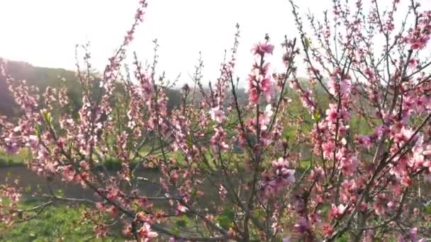 Flor de cerezo rosa — Vídeos de Stock