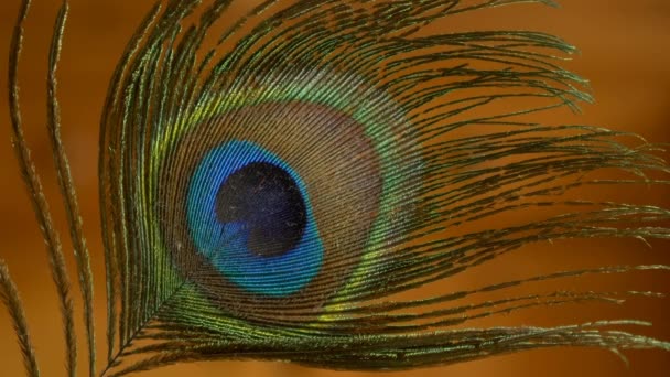 Close up van peacock feather — Stockvideo