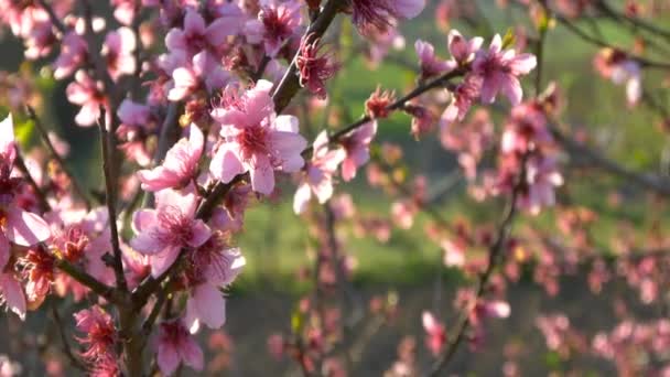 Flor de cereja rosa — Vídeo de Stock