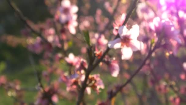 Fiore di ciliegio rosa — Video Stock