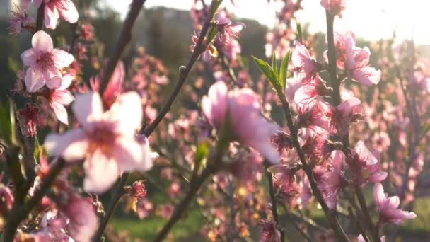 Flor de cerezo rosa — Vídeo de stock