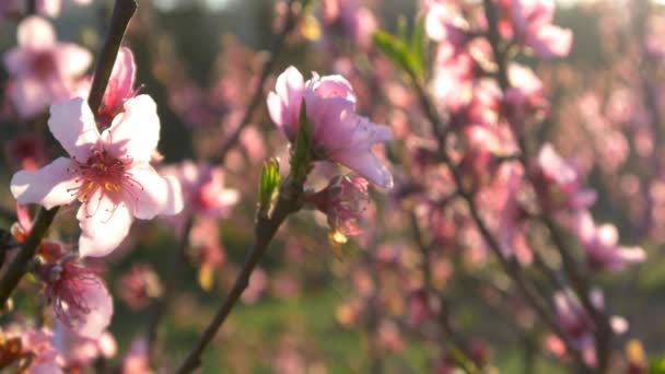 Flor de cereja rosa — Vídeo de Stock