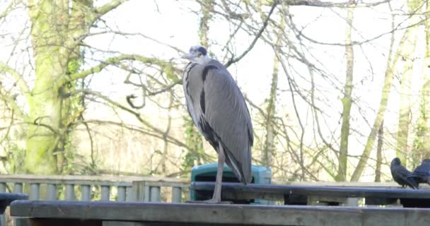 Garza pájaro en zoológico — Vídeo de stock